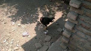 Induk ayam dan anak-anaknya